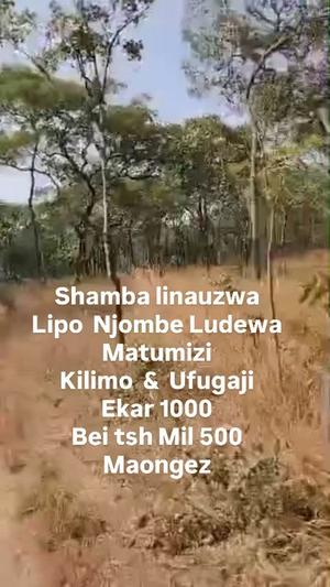 Shamba linauzwa Ludewa, Njombe (1000 acre) Shamba linauzwa Ludewa, Njombe (1000 acre)