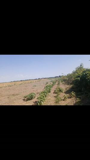 Farm for sale in Nduruma, Themi Simba Village, Arusha acre 20 Farm for sale in Nduruma, Themi Simba Village, Arusha acre 20