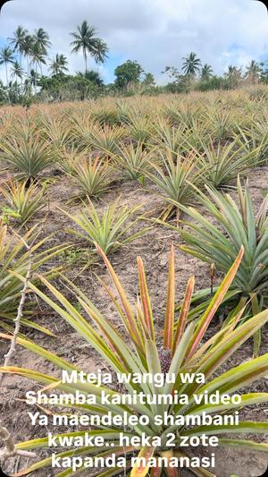 Farm for sale in Bagamoyo, Pwani Farm for sale in Bagamoyo, Pwani