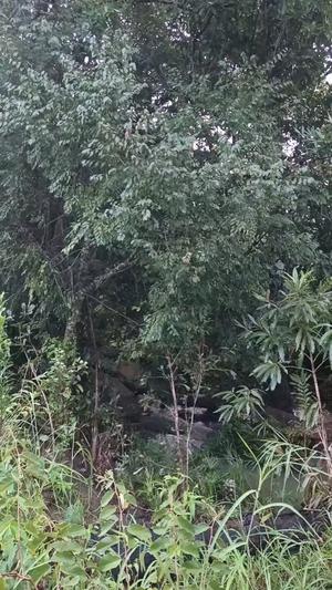 Shamba linauzwa Gumbiro, Ruvuma Shamba linauzwa Gumbiro, Ruvuma