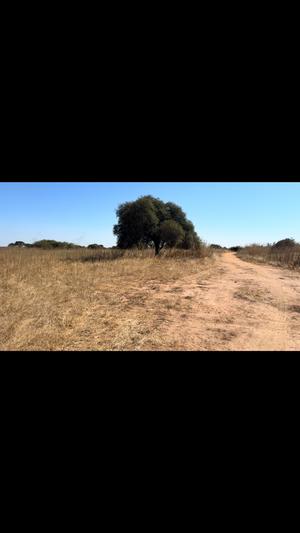 Kiwanja kinauzwa Kitelela, Dodoma (1108 sqm)