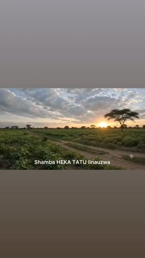 Shamba linauzwa Kikwe Dashiri, Arusha (3 acre)