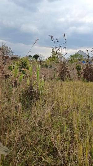 Residential Plot for Sale in Shule Tanga, Ruvuma (2250 sqm) Residential Plot for Sale in Shule Tanga, Ruvuma (2250 sqm)