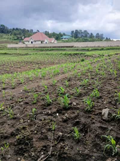 Residential Plot for Sale in Ngaramtoni, Arusha (4900 sqm) Residential Plot for Sale in Ngaramtoni, Arusha (4900 sqm)