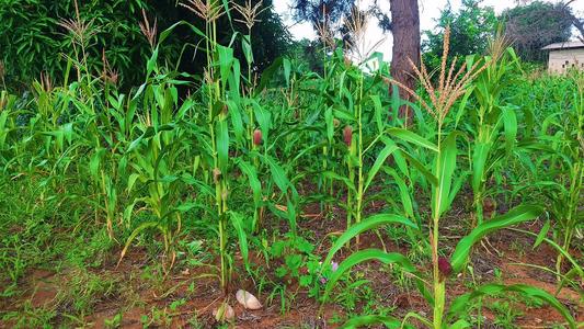Shamba linauzwa Kiwangwa, Pwani (10 acre)