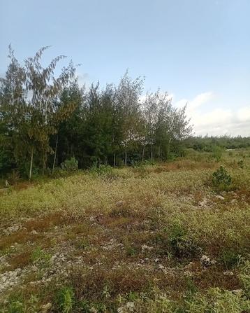 Plot for sale in Uroa, Zanzibar - Unguja South sqm 3000 Plot for sale in Uroa, Zanzibar - Unguja South sqm 3000