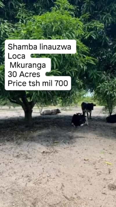 Shamba linauzwa Vikindu, Pwani (30 acre)