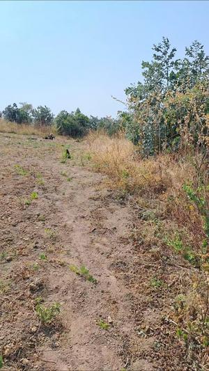 Kiwanja kinauzwa New Forest, Mbeya (1000 sqm) Kiwanja kinauzwa New Forest, Mbeya (1000 sqm)