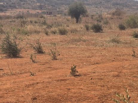 Shamba linauzwa Dodoma (4000 sqm) Shamba linauzwa Dodoma (4000 sqm)