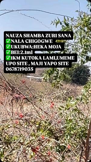 Shamba linauzwa Nala Chigogwe, Dodoma (1 acre) Shamba linauzwa Nala Chigogwe, Dodoma (1 acre)
