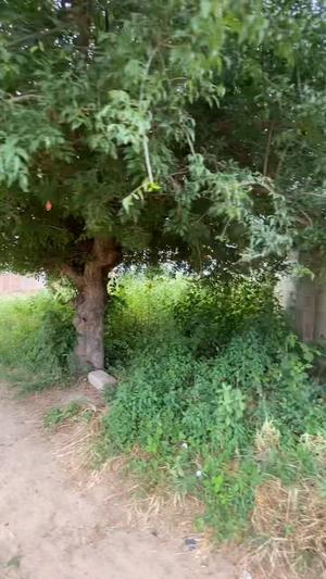 Plot for sale in Ihumwa, Dodoma sqm 600