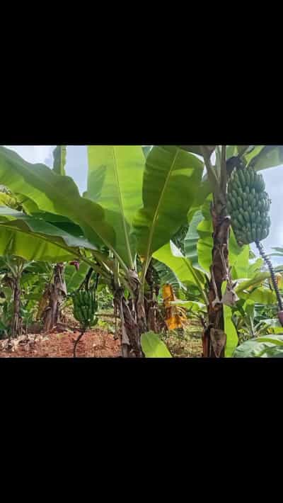 Shamba linauzwa Morogoro (25 acre)