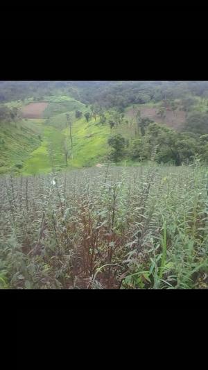 Mashamba yanauzwa Mpakani-mwa Morogoro na Njombe Mashamba yanauzwa Mpakani-mwa Morogoro na Njombe