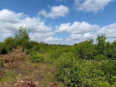 Beach Plot for Sale in Matemwe, Zanzibar (13600 sqm) Beach Plot for Sale in Matemwe, Zanzibar (13600 sqm)