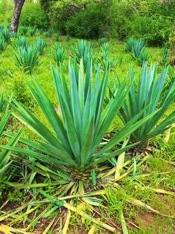 Farm for sale in Mkata, Tanga acre 30