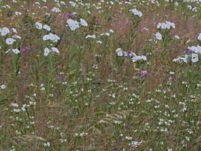 Residential Plot for Sale in Kisasa Mwangaza, Dodoma (2700 sqm)