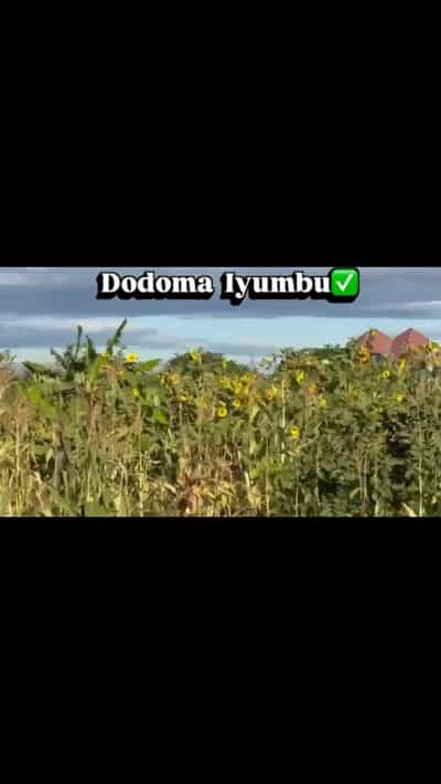 Kiwanja kinauzwa Iyumbu, Dodoma (600 sqm) Kiwanja kinauzwa Iyumbu, Dodoma (600 sqm)