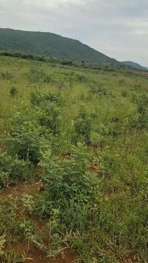 Farm for Sale in Matumbulu, Dodoma Farm for Sale in Matumbulu, Dodoma