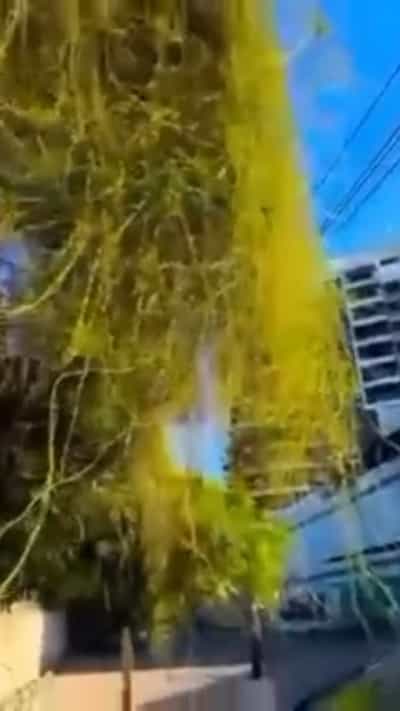 Residential Plot for Sale in Mikocheni, Dar Es Salaam (12000 sqm) Residential Plot for Sale in Mikocheni, Dar Es Salaam (12000 sqm)