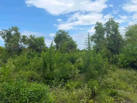 Beach Plot for Sale in Matemwe, Zanzibar (2520 sqm) Beach Plot for Sale in Matemwe, Zanzibar (2520 sqm)