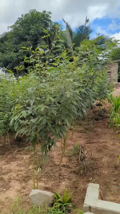 Kiwanja kinauzwa Pugu Kimani, Dar Es Salaam (264 sqm)