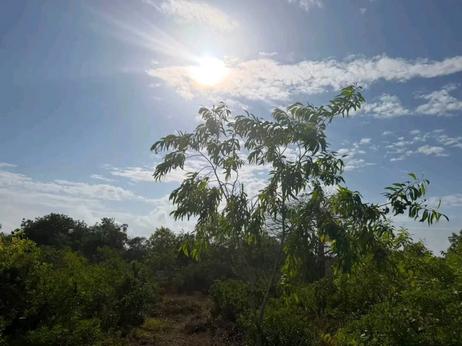 Residential Plot for Sale in Matemwe, Zanzibar (475 sqm)