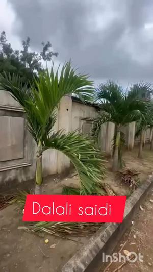 Nyumba/Apartment ya chumba kimoja inapangishwa Tabata Segerea Magereza, Dar Es Salaam Nyumba/Apartment ya chumba kimoja inapangishwa Tabata Segerea Magereza, Dar Es Salaam