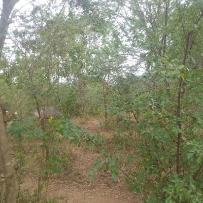 Farm for Sale in Kwasunga, Handeni, Tanga (300 acre)