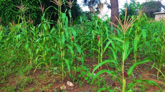 Shamba linauzwa Kiwangwa, Pwani (10 acre)