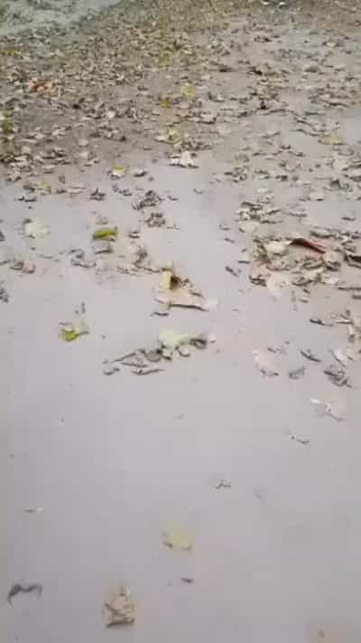 Kiwanja kinauzwa Oysterbay, Dar Es Salaam (1.25 acre)