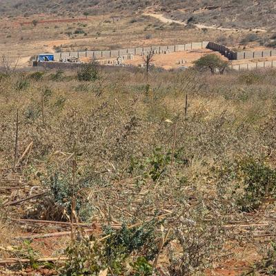 Farm for Sale in Ngonghonha na Mvumi, Morogoro (4 acre) Farm for Sale in Ngonghonha na Mvumi, Morogoro (4 acre)