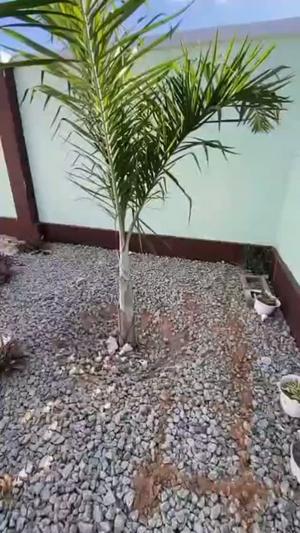 2 Bedrooms Apartment for Rent in ZF Michese, Dodoma 2 Bedrooms Apartment for Rent in ZF Michese, Dodoma