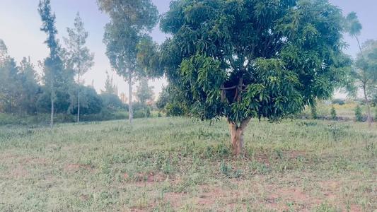 Plot for sale in Buswelu, Mwanza sqm 3604