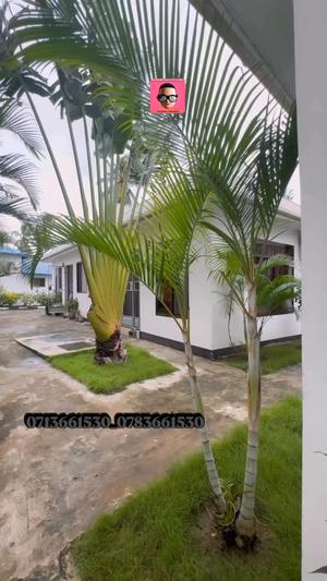 Apartment ya chumba kimoja inapangishwa Ubungo Kibo, Dar Es Salaam