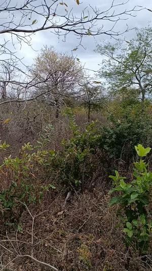 Farm for Sale in Mkata, Tanga (500 acre) Farm for Sale in Mkata, Tanga (500 acre)