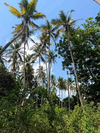 Farm for Sale in Dunga, Zanzibar (1520 sqm) Farm for Sale in Dunga, Zanzibar (1520 sqm)
