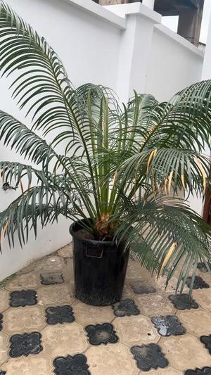 1 Bedroom House for Rent in Sinza, Dar Es Salaam