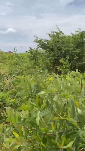 Kiwanja kinauzwa Miganga, Dodoma sqm 531