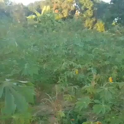 Residential Plot for Sale in Mlandizi, Pwani (1 acre) Residential Plot for Sale in Mlandizi, Pwani (1 acre)
