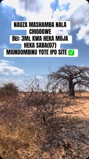 Mashamba yanauzwa Dodoma (7 acre) Mashamba yanauzwa Dodoma (7 acre)