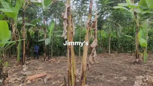 Farm for Sale in Usa River, Arusha (3 acre)