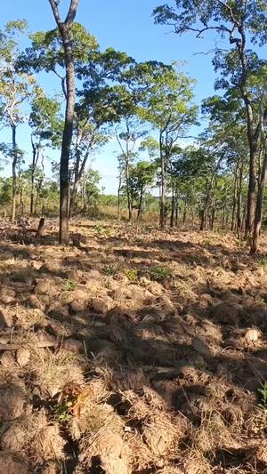 Shamba linauzwa Nakakongo Mtyangimbole, Ruvuma (20 acre) Shamba linauzwa Nakakongo Mtyangimbole, Ruvuma (20 acre)
