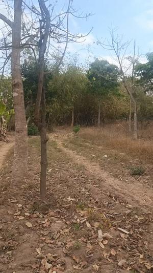 Residential Plot for Sale in Msamala Songea, Ruvuma (1 acre) Residential Plot for Sale in Msamala Songea, Ruvuma (1 acre)