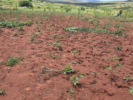 Kiwanja kinauzwa Mhande Ntyuka, Dodoma sqm 4200