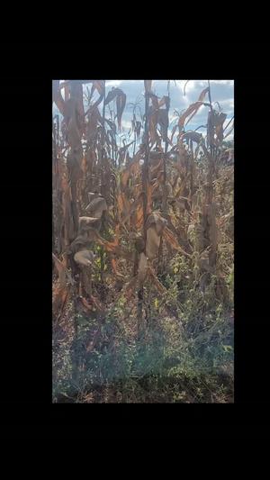 Kiwanja kinauzwa Mletele, Nonganonga, Ruvuma (1.5 acre) Kiwanja kinauzwa Mletele, Nonganonga, Ruvuma (1.5 acre)