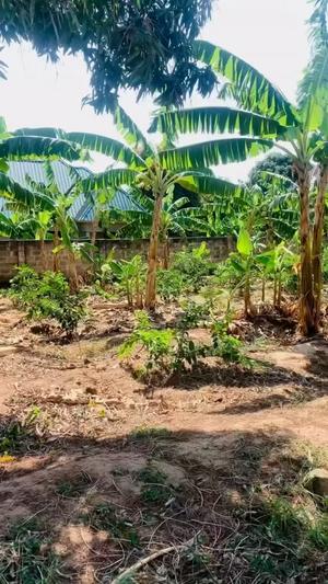 Kiwanja kinauzwa Baoba Mapinga, Pwani (1750 sqm) Kiwanja kinauzwa Baoba Mapinga, Pwani (1750 sqm)