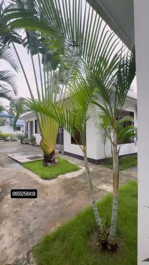 1 Bedroom Apartment for Rent in Ubungo Kibo, Dar Es Salaam
