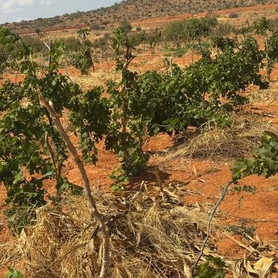 Shamba linauzwa Mvumi, Morogoro (3 acre)