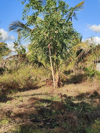 Shamba linauzwa Mungoni, Zanzibar (2000 sqm)