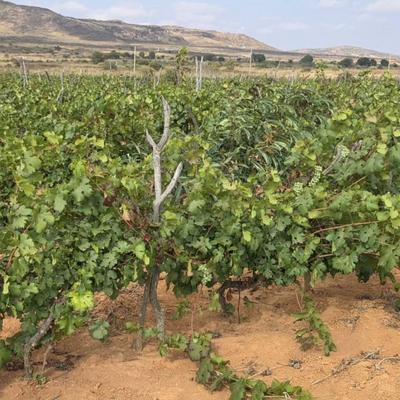 Farm for Sale in Udom Nghonghonha and Mvumi border, Dodoma (1 acre) Farm for Sale in Udom Nghonghonha and Mvumi border, Dodoma (1 acre)